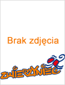 NO_FOTO